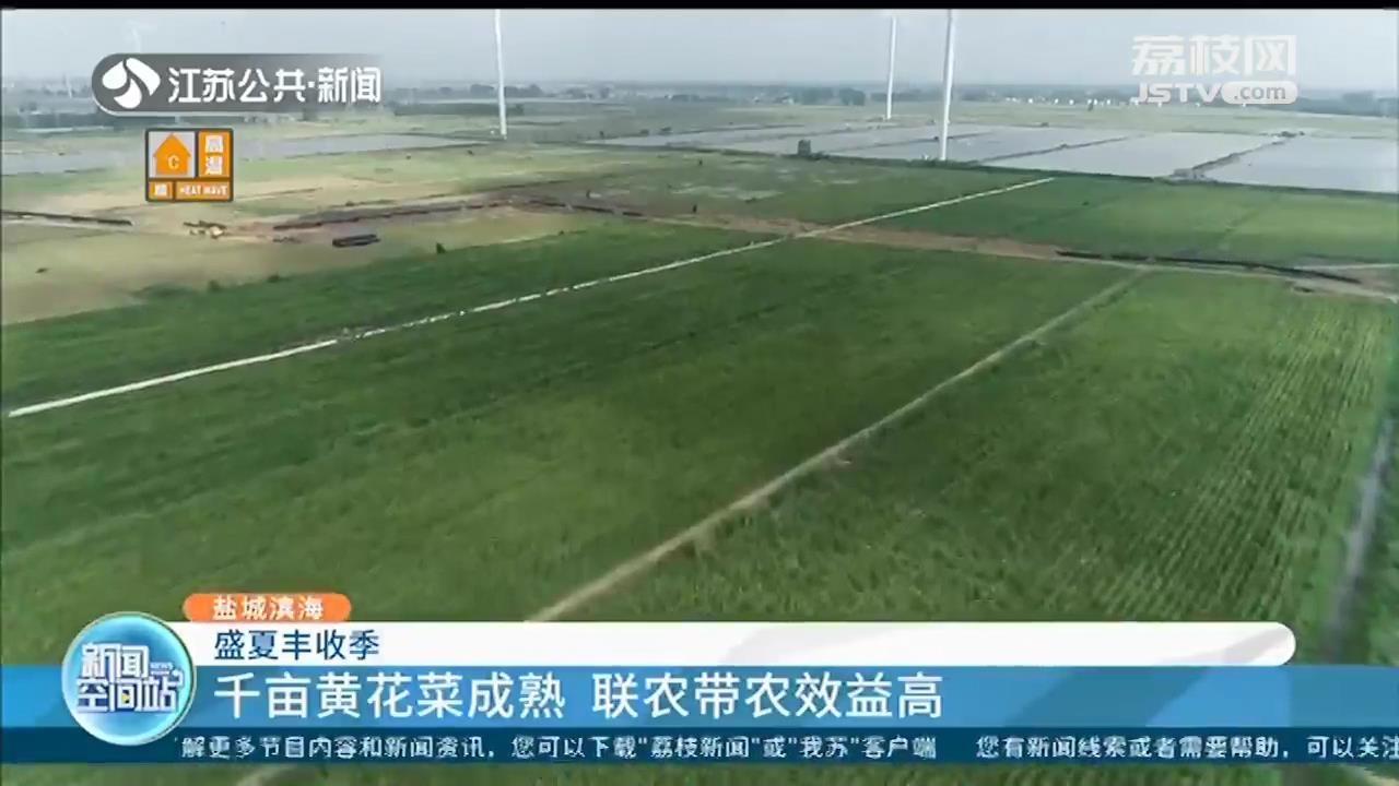 盛夏收获季！江苏多地一批鲜果、蔬菜迎来丰收