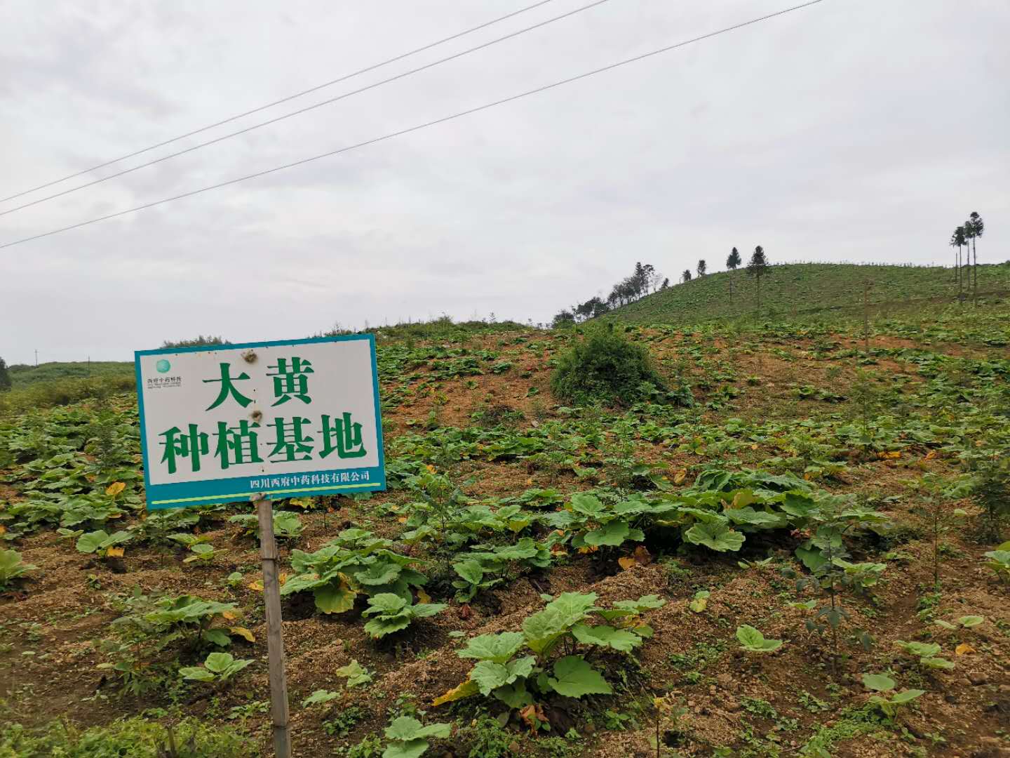 为什么很多农业项目企业争取不到专项扶持发展资金？