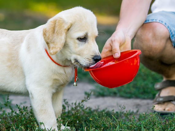 不管狗狗多大，如果它一直喝水，有可能是这几个原因