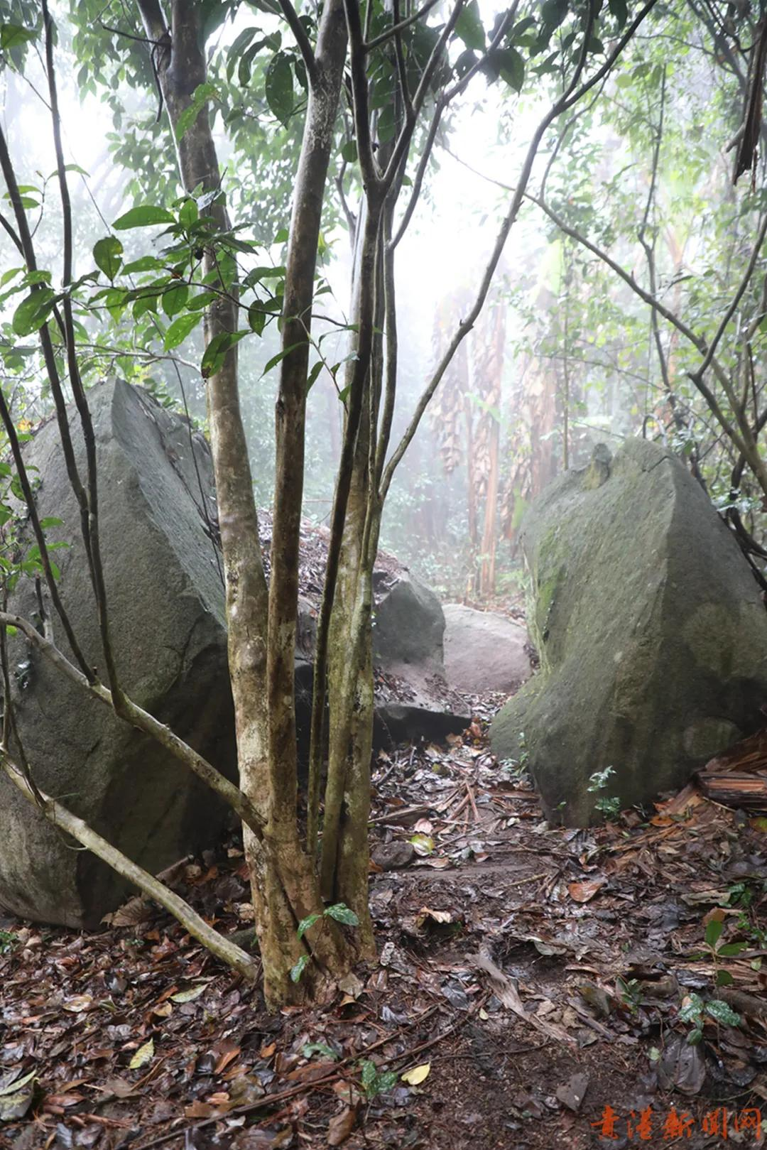 探访藏在高山云雾里的珍稀野生始祖茶