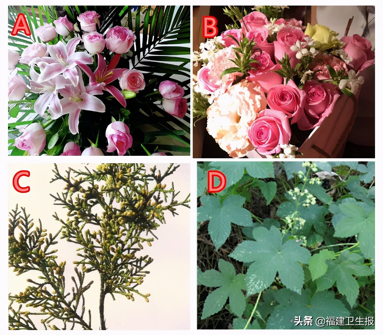 对不起 一直错怪鲜花了 原来花粉过敏的元凶是平平无奇的它们 福建卫生报 Mdeditor