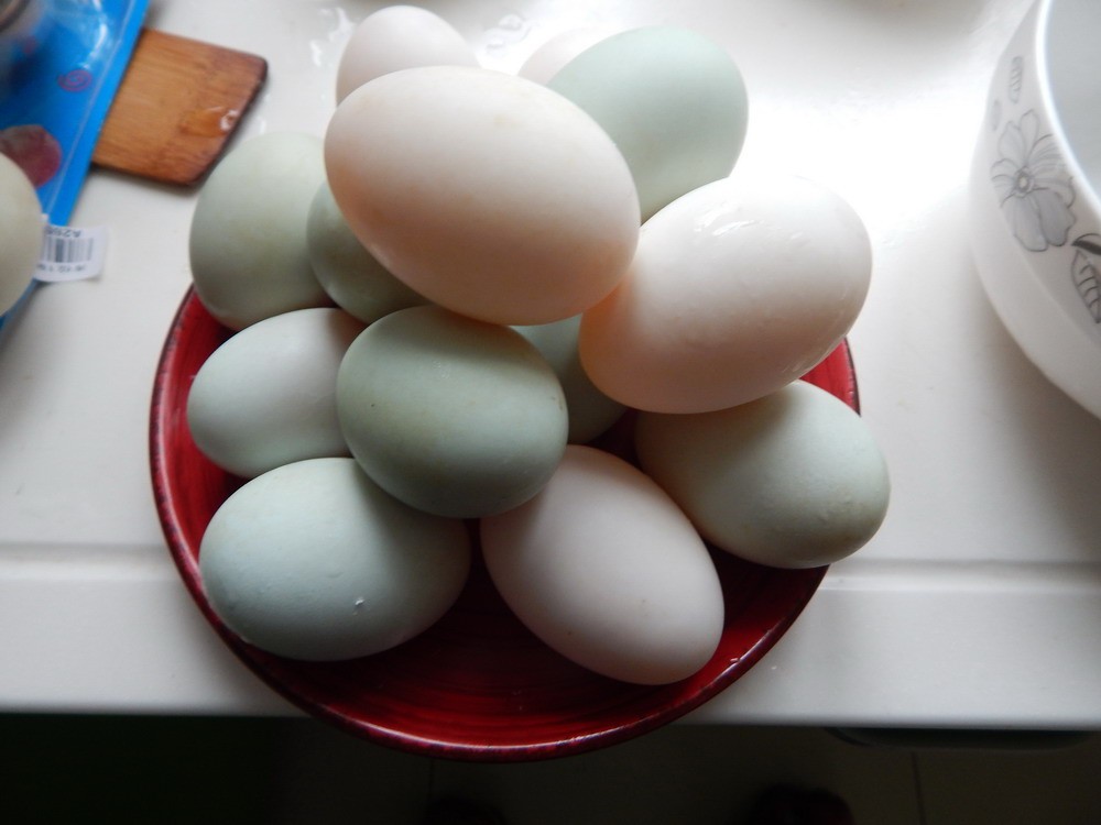 醃鹹鴨蛋有妙招，不用黃泥，不用鹽水，乾淨簡單，個個流油起沙