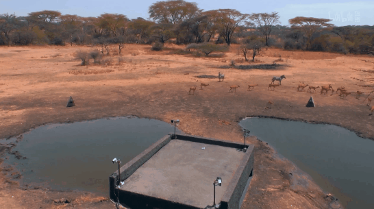 如果在非洲挖个水坑会发生什么？