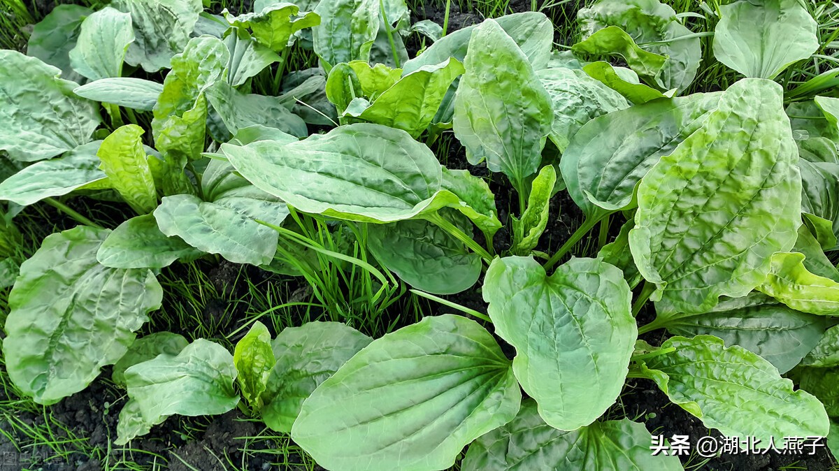 農村100種野菜圖片教你認識不同的野菜和吃法