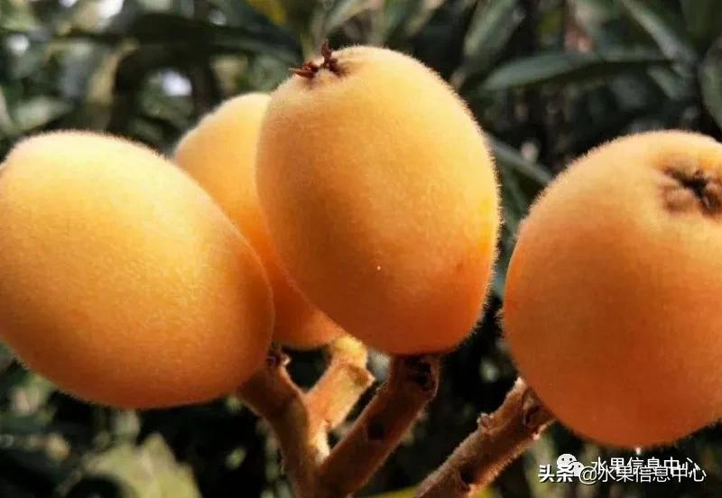 中國(guó)到底哪里的枇杷最好吃?