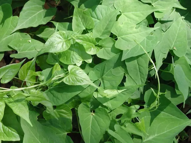 農村常吃的40種· 野菜，能治病能解饞，你吃過幾種呢？