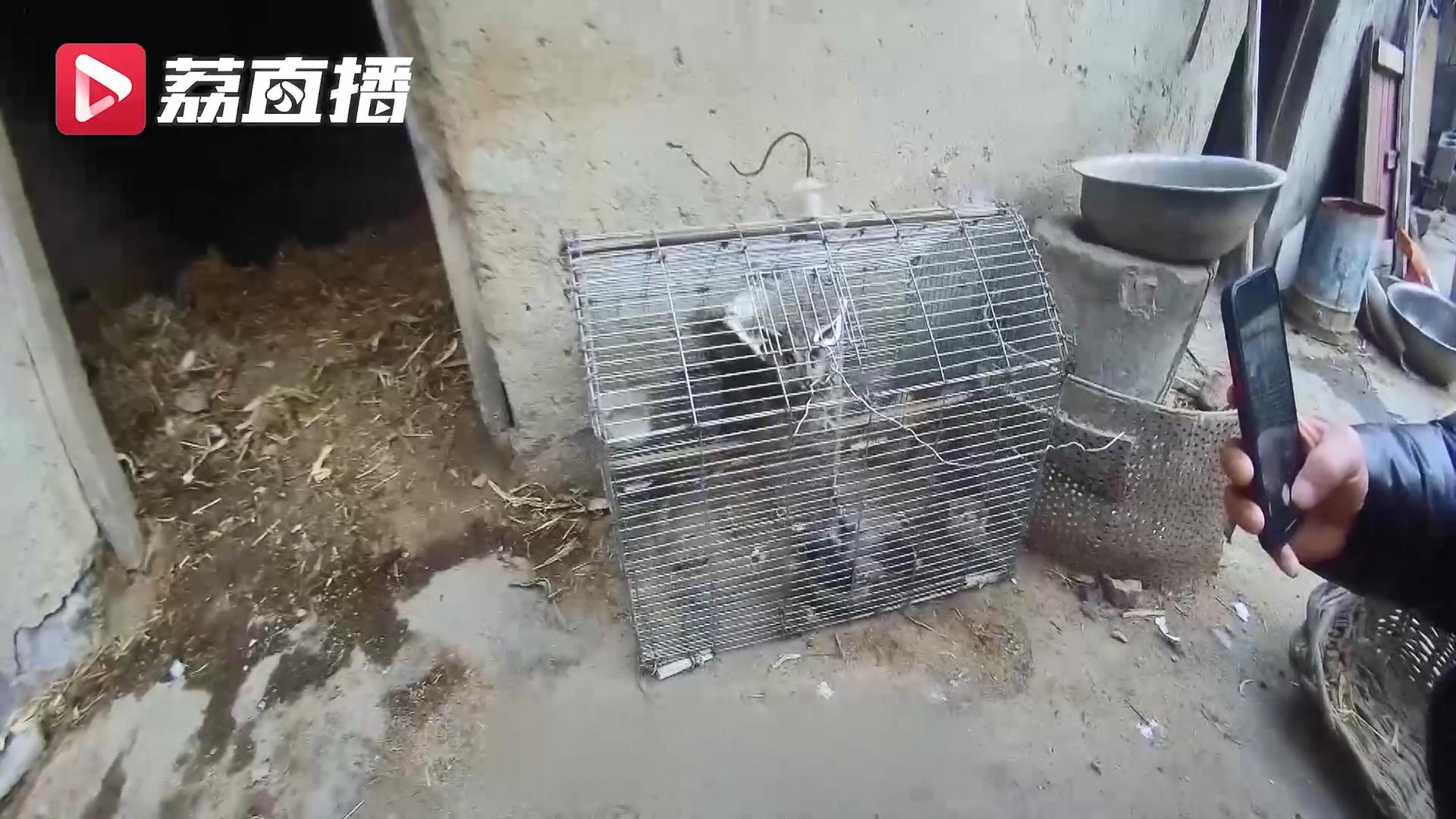 路边兜售的&ldquo;野味&rdquo;有国家二级保护动物！民警循线索去抓嫌疑人时其正在捕鸟
