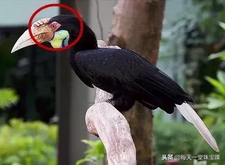 带血的宝石究竟能不能买?煞气重,戴了不吉利?真正的答案是……