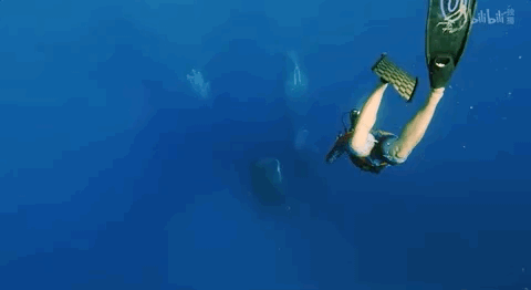 深海恐惧症gif图片