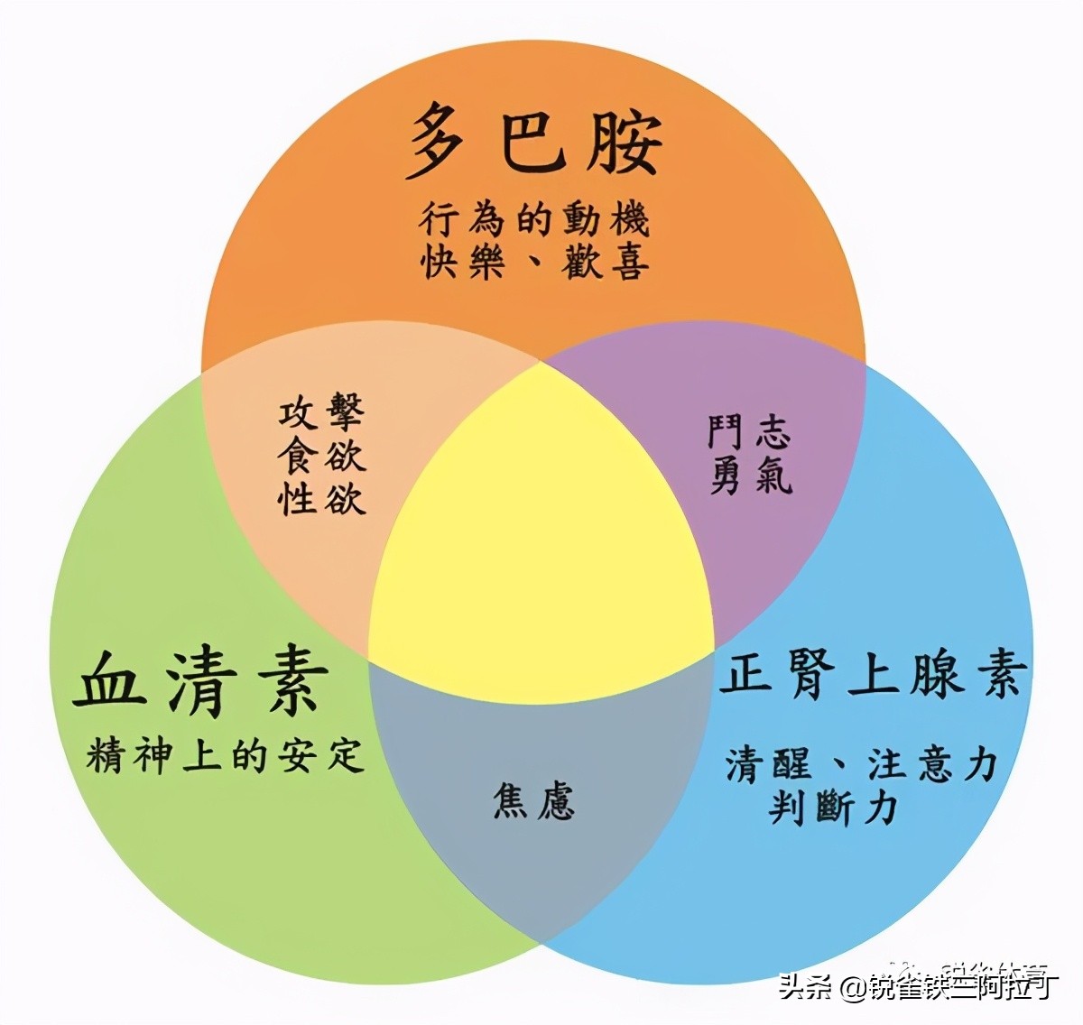 体内激素是如何指挥你运动的