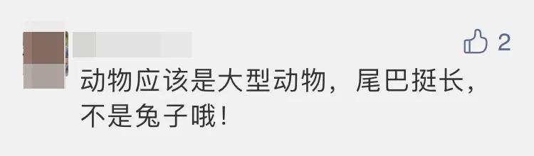 热议-嫦娥五号着陆瞬间:小动物抢镜,预示着什么、到底是玉兔还是沙狐