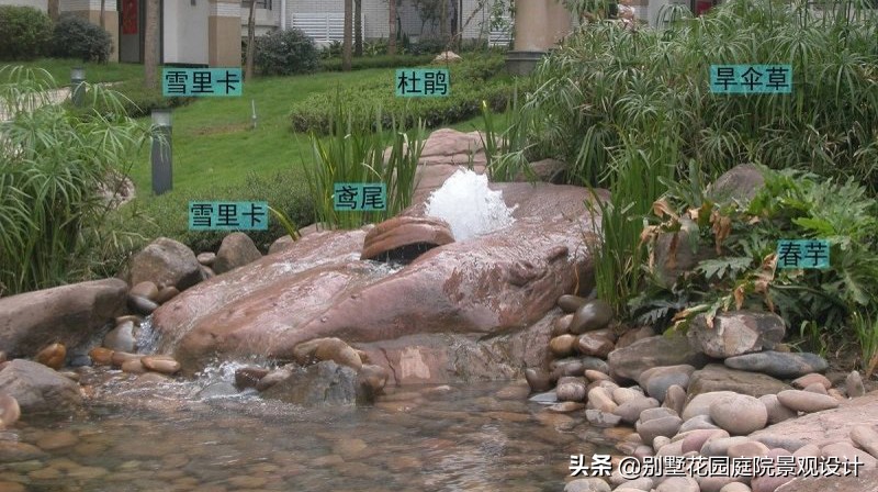 別墅庭院常用植物分享，附照片及名字標(biāo)注（珍藏版）