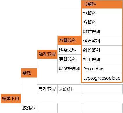 蟹考记（一）——探讨螃蟹的最新科学分类，以及身体构造