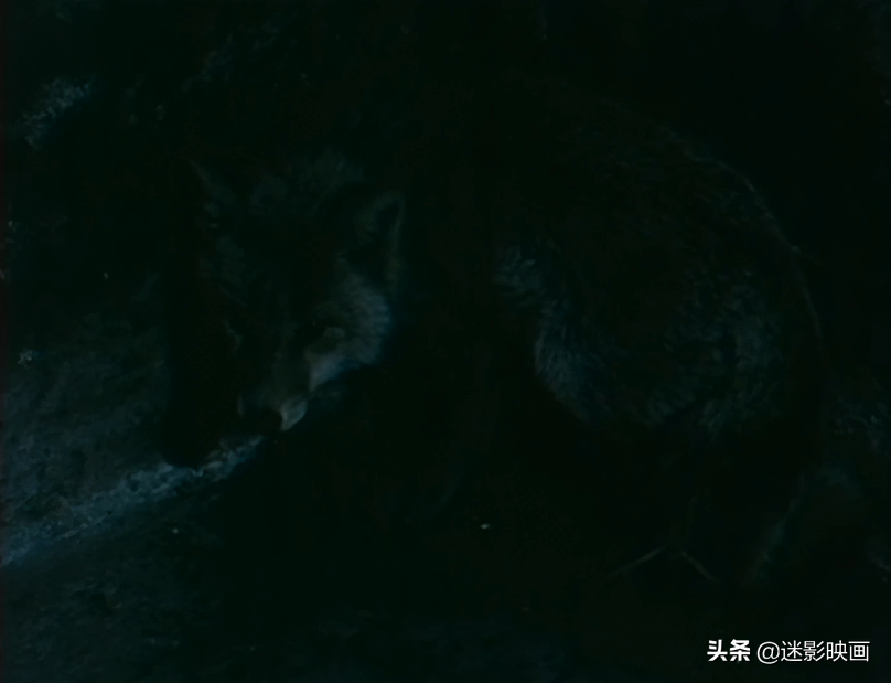 40年前的聊斋，狐妖美到惊艳，唐僧高翠兰恋爱，