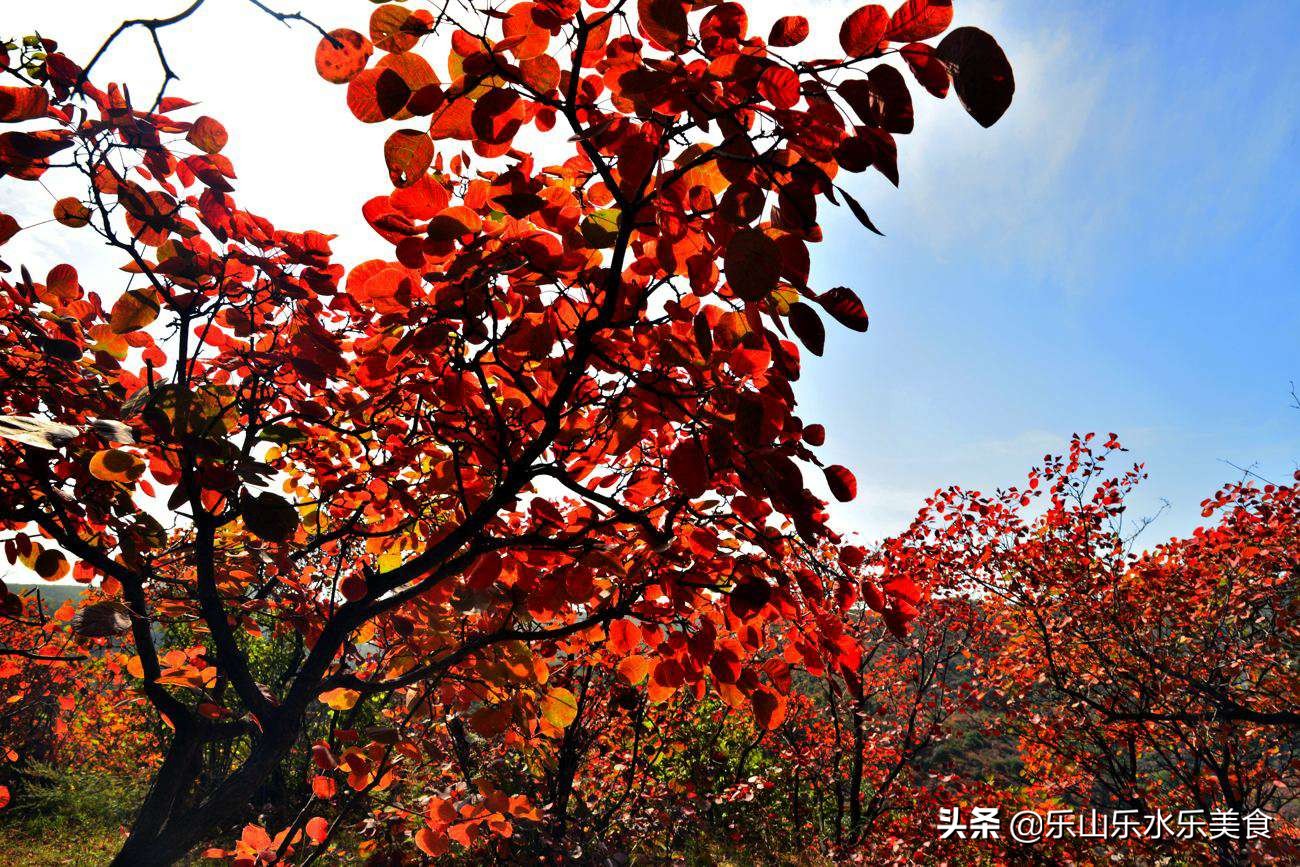 韓城香山紅葉 潛龍寺 少華山 石門峽美景一網打盡 中國熱點