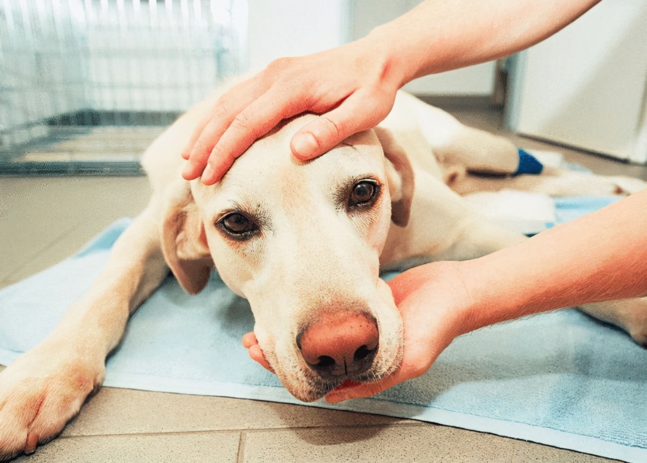 狗狗缺钙，身体会有6种明显症状，提醒你“赶紧”补钙