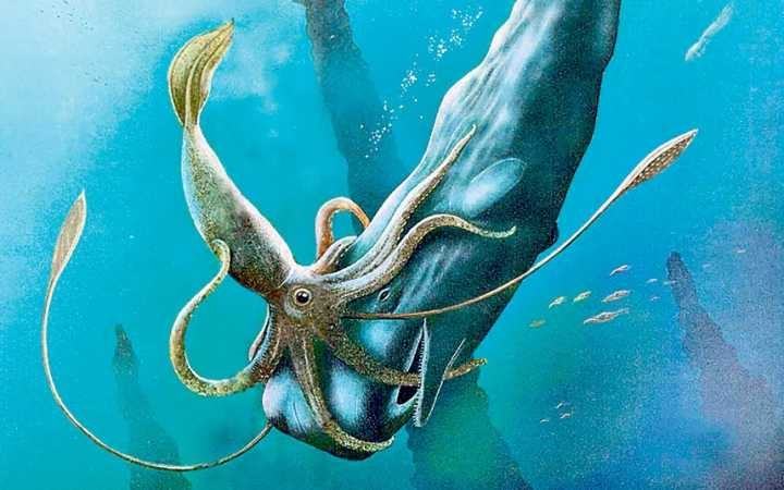 日本深海烏賊浮上岸，短期出現(xiàn)兩次，專家稱或預(yù)示大級別地質(zhì)活動