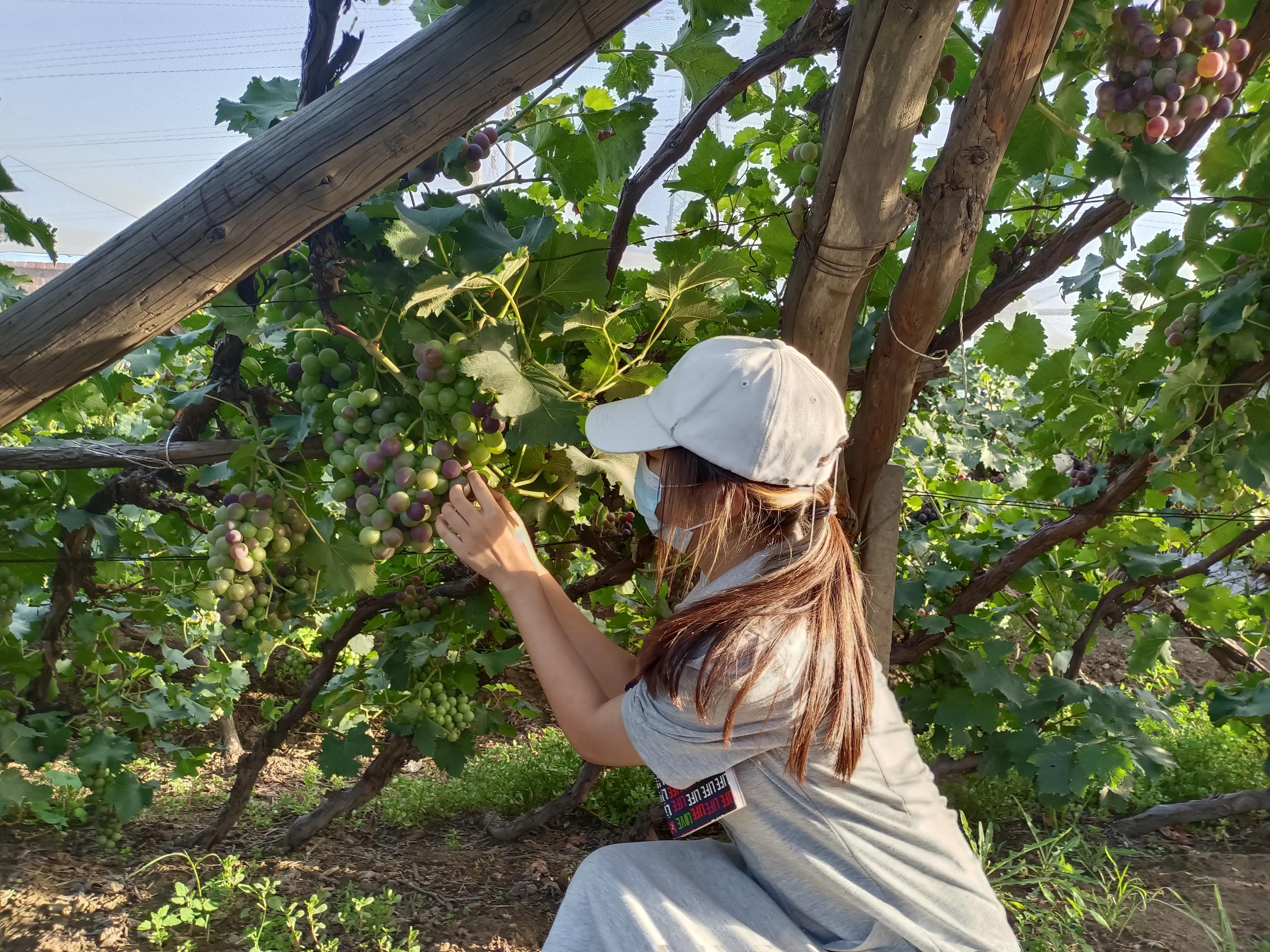 陕西学子三下乡：走近沙尔沁观察 调研产业兴旺