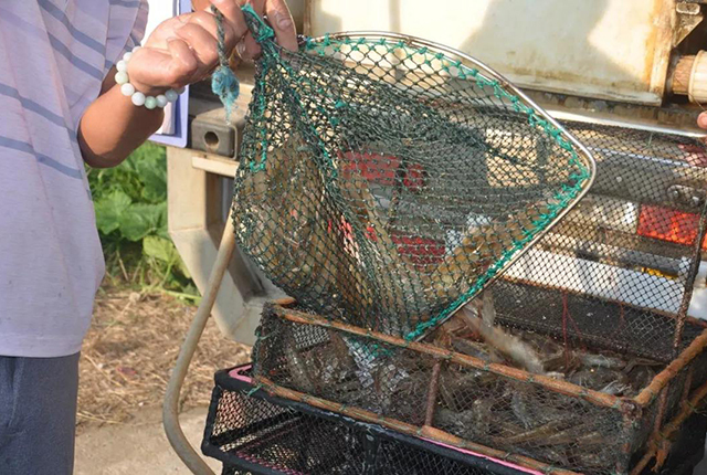 白虾价格2个月暴跌18元，比猪肉还便宜，养殖户：简直是噩梦