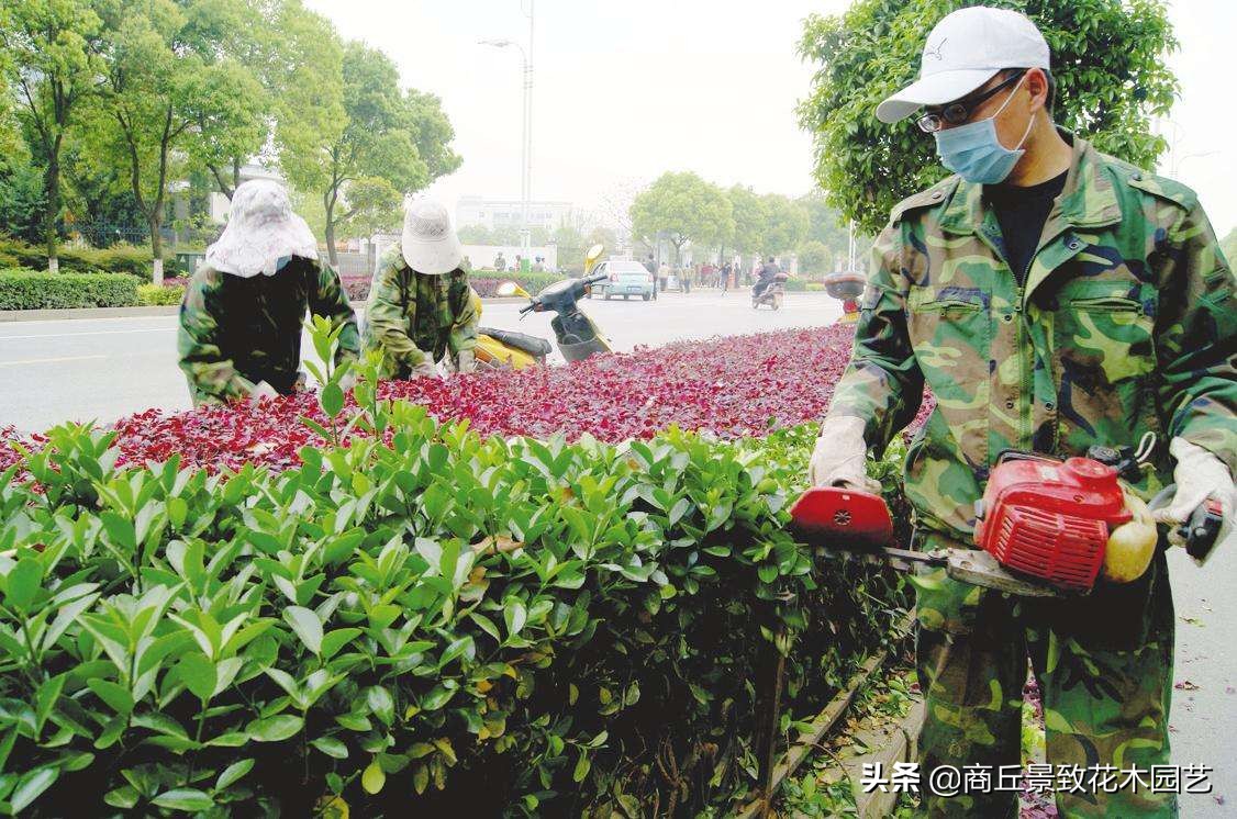 最全的园林景观绿化养护技术手册（园林人必藏）