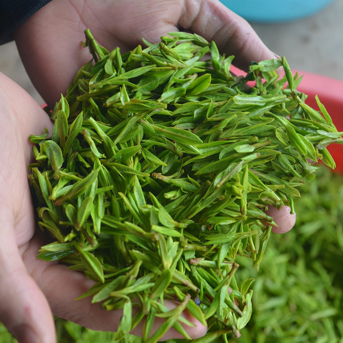 泡绿茶，别总是先放茶叶再倒水！想要茶香味好，请牢记这个顺口溜