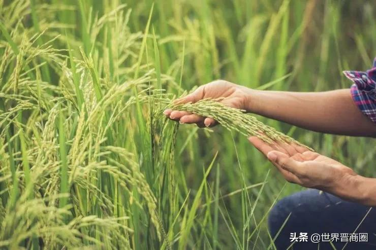 凯赛生物创始人谈合成生物：平台型研发企业终需场景落地