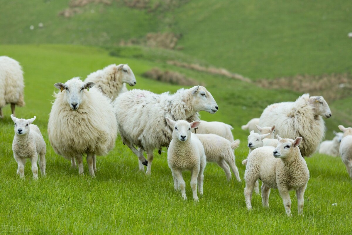 秋配的好季节，母羊总是不发情让人头疼，母羊不发情的原因是什么