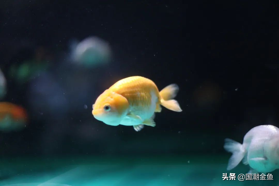 × of national wet goldfish is clear and bright: How does goldfish life talk about death with the child? 