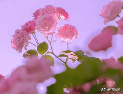 朋友圈晒风景图的句子 风景图+撩人短句图片