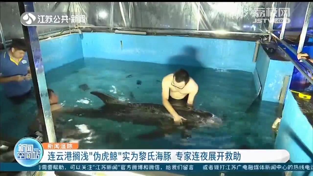 连云港搁浅“伪虎鲸”实为黎氏海豚 也是国家二级保护动物