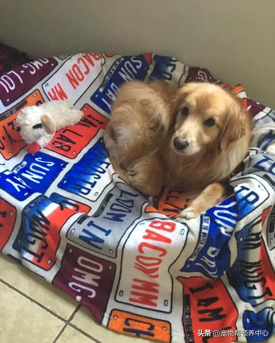 金毛因太凶要被安乐，男子勇敢收养后发现，它