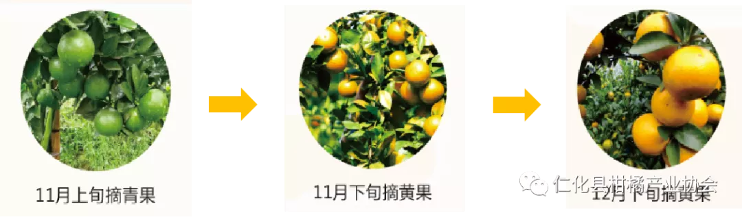 不看不知道!原来丹霞贡柑有这么多秘密!你吃对了吗?