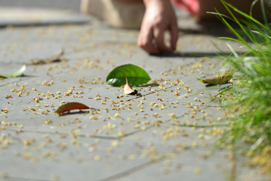 秋分时节桂花香 移民县城醉芬芳
