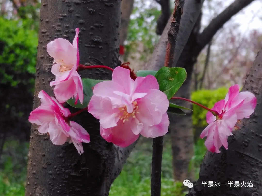 随笔：最喜海棠半含雨，任是无情也动人-第1张图片-诗句网