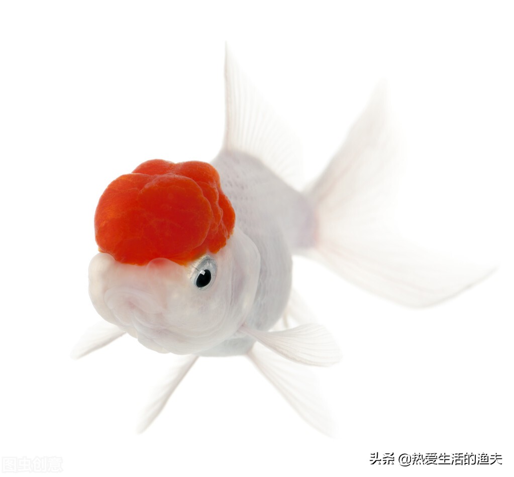 為什麼買回來的金魚怎麼長不大 熱愛生活的漁夫 Mdeditor