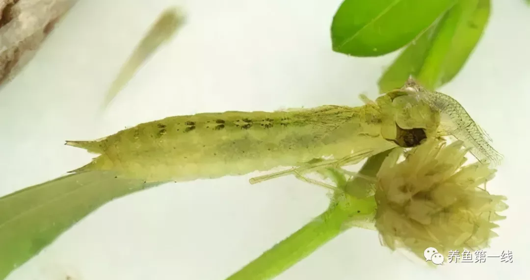 蜻蜓幼虫——水虿:吃鱼凶猛,称为“水中老虎”,喻为“吃鱼虎”