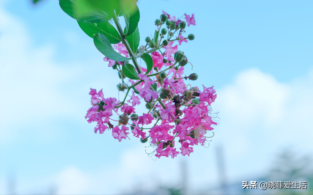 3種花不怕熱 耐曬更耐旱 越曬長得越旺 開花越鮮豔 曉菲愛生活 Mdeditor