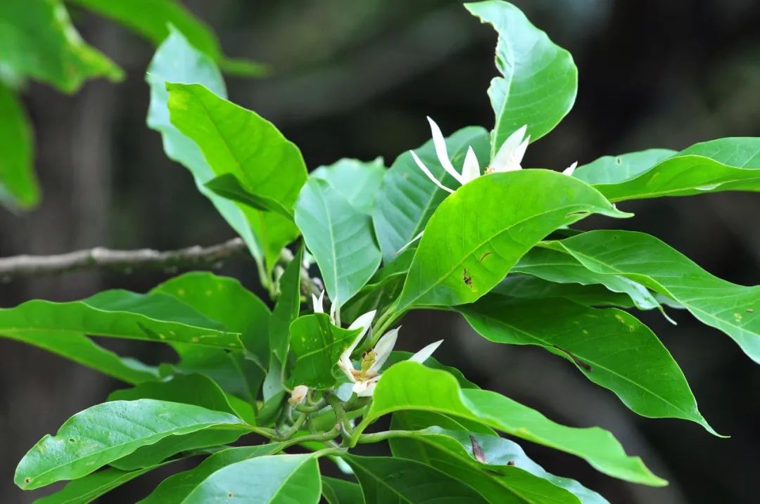 分四季 被你宠幸白兰花 洁白无瑕淡雅清香令人心旷神怡 种在阳台上 Mdeditor