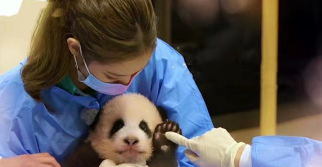 A Di amounts to Si Sao to operate, do not send statement to apologize not only, still change official cover into Korea female group