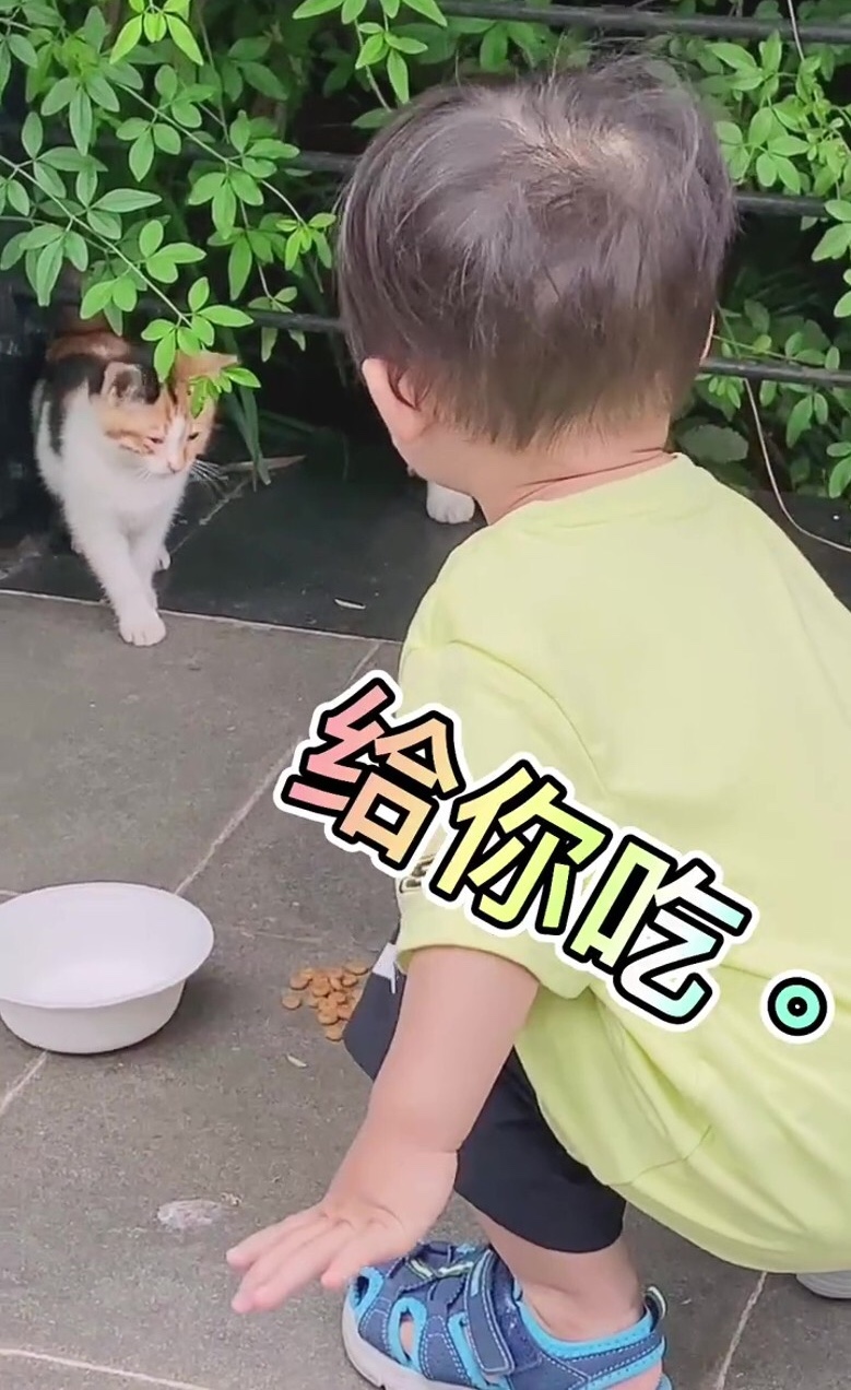 蔡少芬张晋带三子女喂流浪猫，鱼蛋投喂成功后开心不已，模样超萌