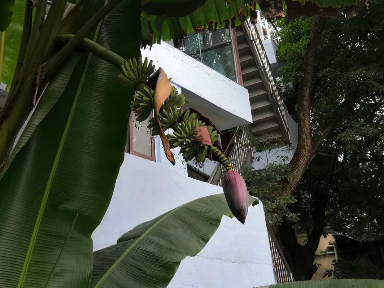 8种水果特常见，大部分人没见过开花，认识5种就是大神