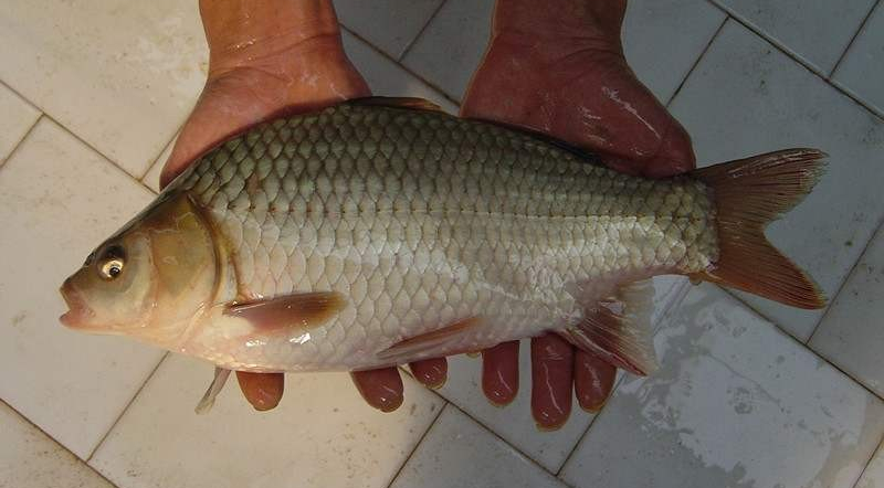 简析种类很多的鲫鱼