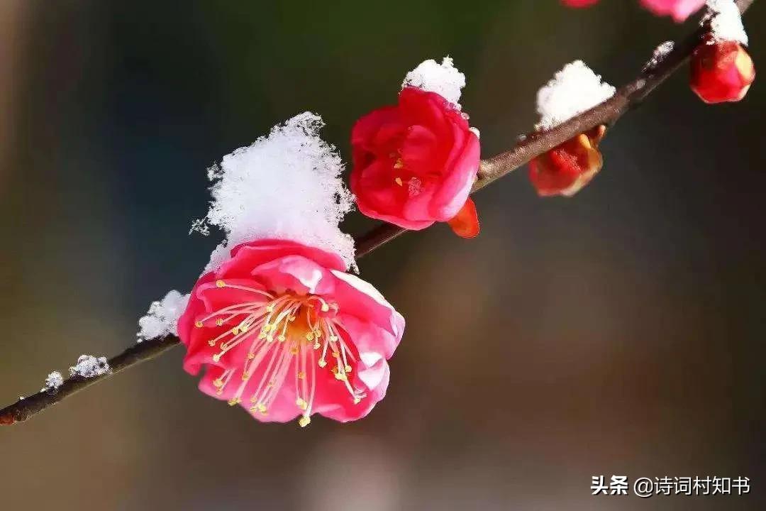 不经寒彻骨，哪来梅花香，诗词11首-第1张图片-非凡网