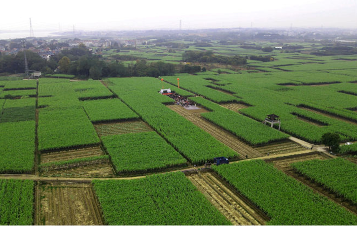 2020大美兰溪甜蜜女埠汇潭甘蔗文化节开幕