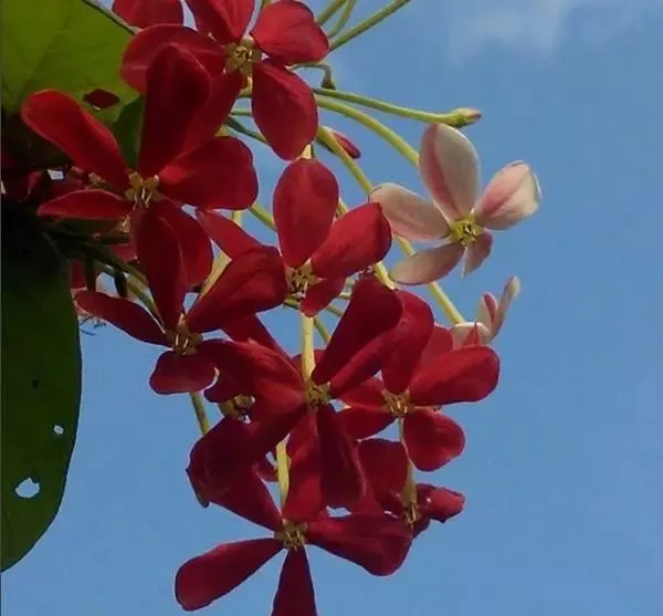 160種· 奇花異草，絕對有你沒見過的！ 「下部分」