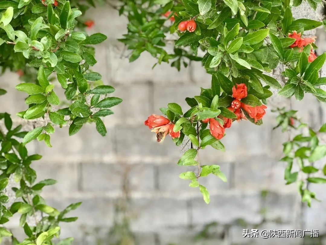 今日端午 粽葉盈淡幽 清芬藴端陽 陝西新聞廣播 Mdeditor