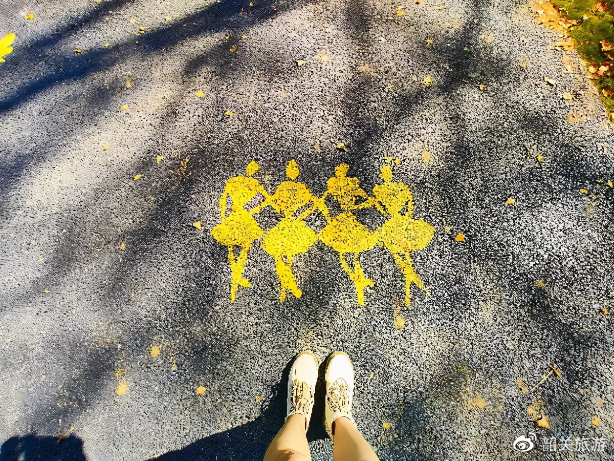 准备打卡！金丝皇菊花海、银杏...周末来南雄这条线，玩法不重复