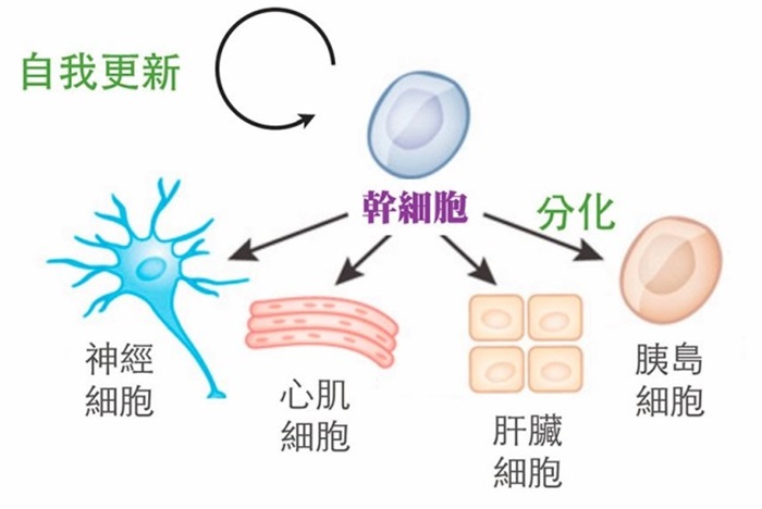 日本製造人與動物的混合胚胎，目的是什麽？