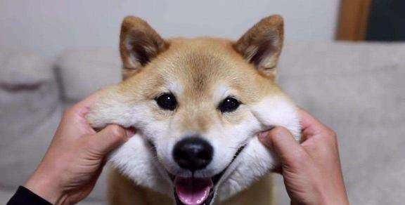 柴犬把你当主人，才会对你有这7个表现，没有的话你就要反思了