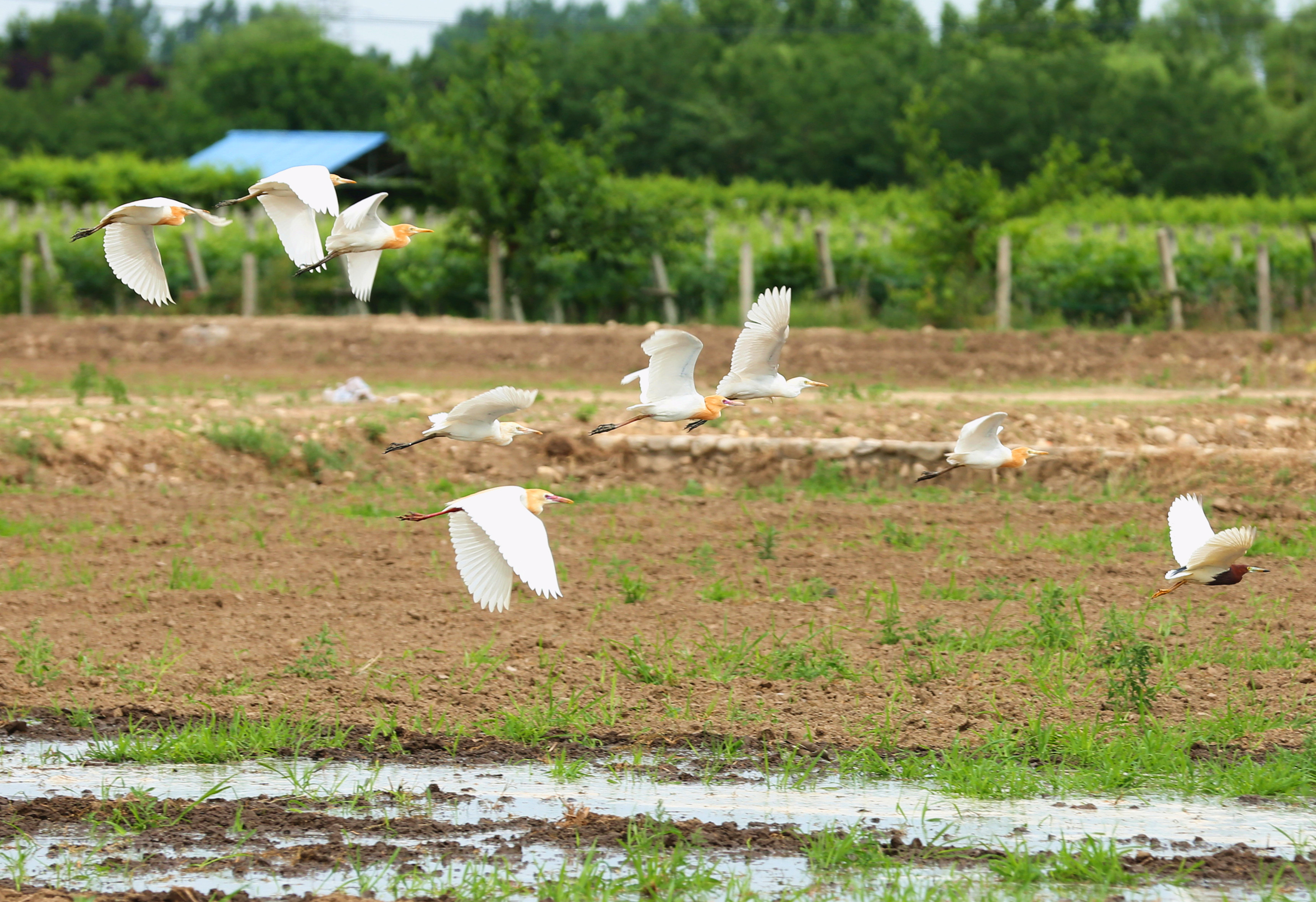 又至秦岭脚下“江南水乡”插秧季